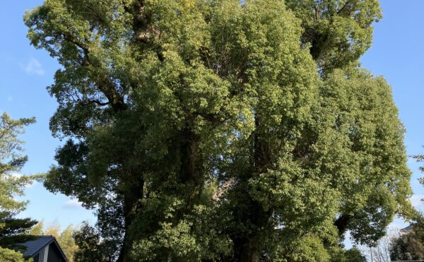 ■考え方ひとつで、景色は変わる。研修で気づいた「素直さ」の大切さ。